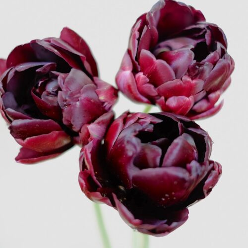 Tulpe Black Hero