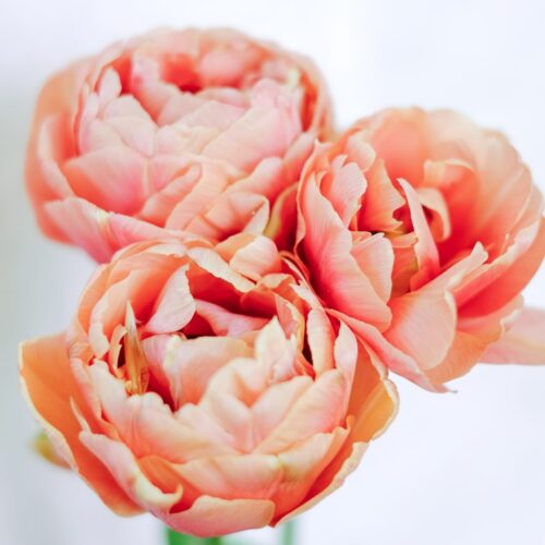 Tulpe Copper Image