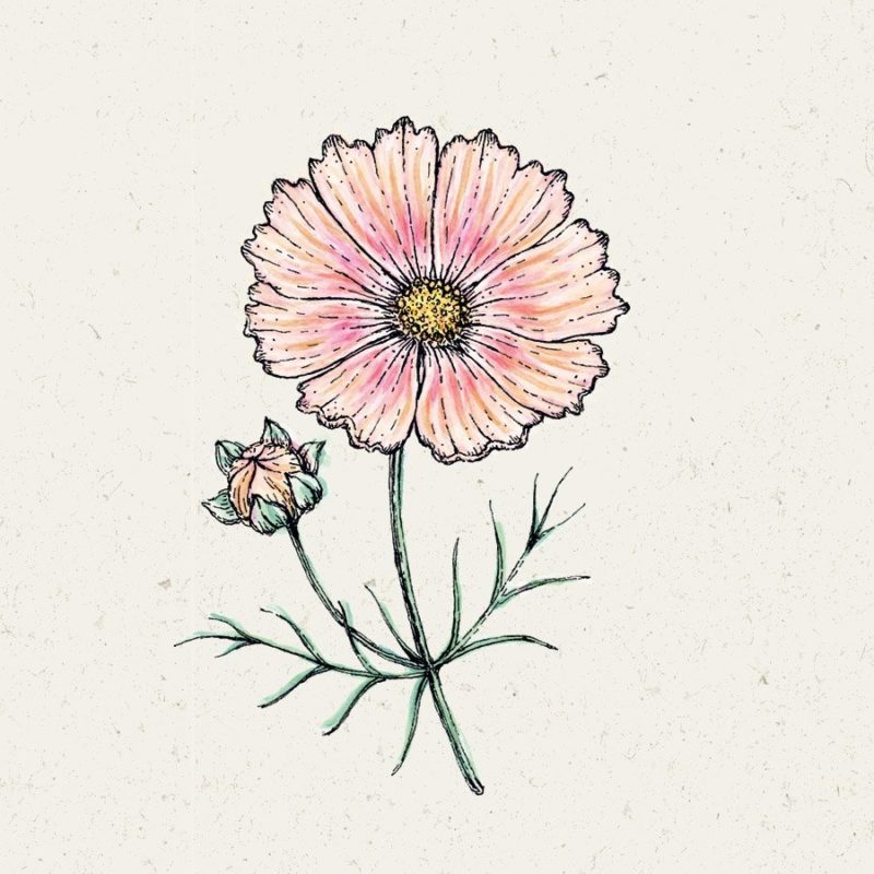 Samentütchen, Saatgut, Blumensamen, Illustration Rekersdrees, Zeichnung