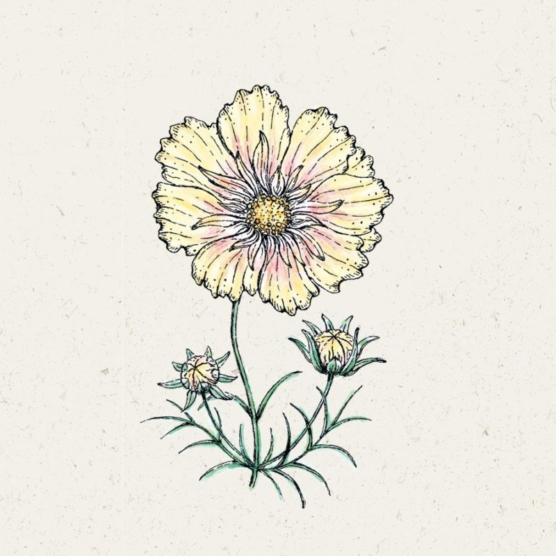 Samentütchen, Saatgut, Blumensamen, Illustration Rekersdrees, Zeichnung