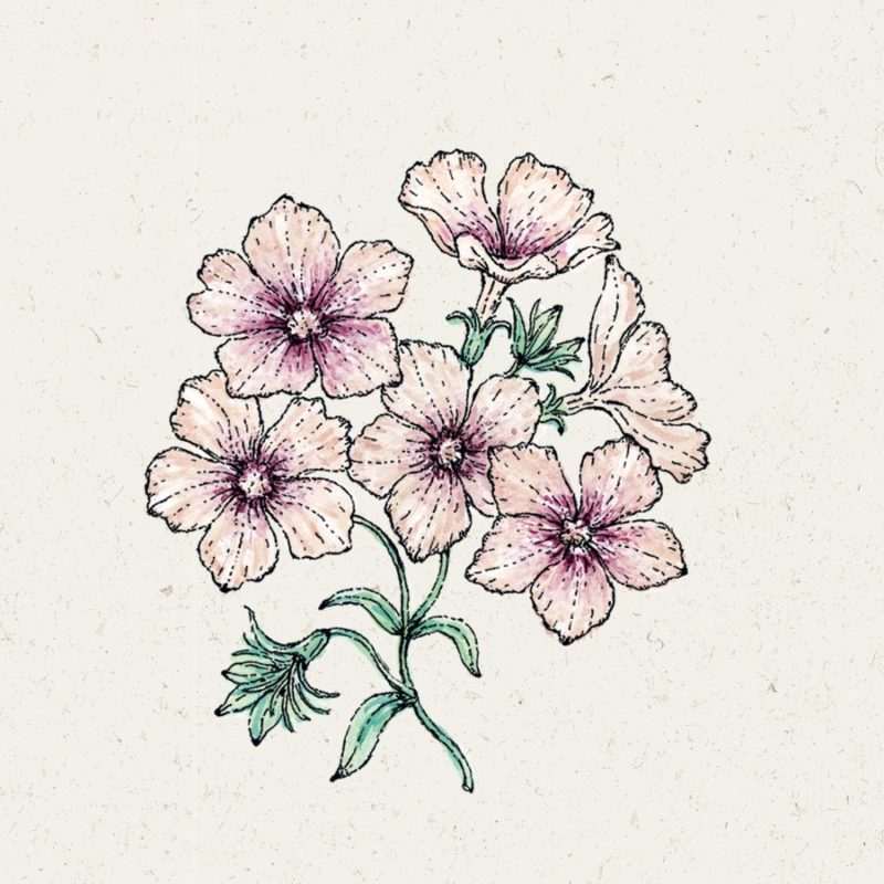Samentütchen, Saatgut, Blumensamen, Illustration Rekersdrees, Zeichnung