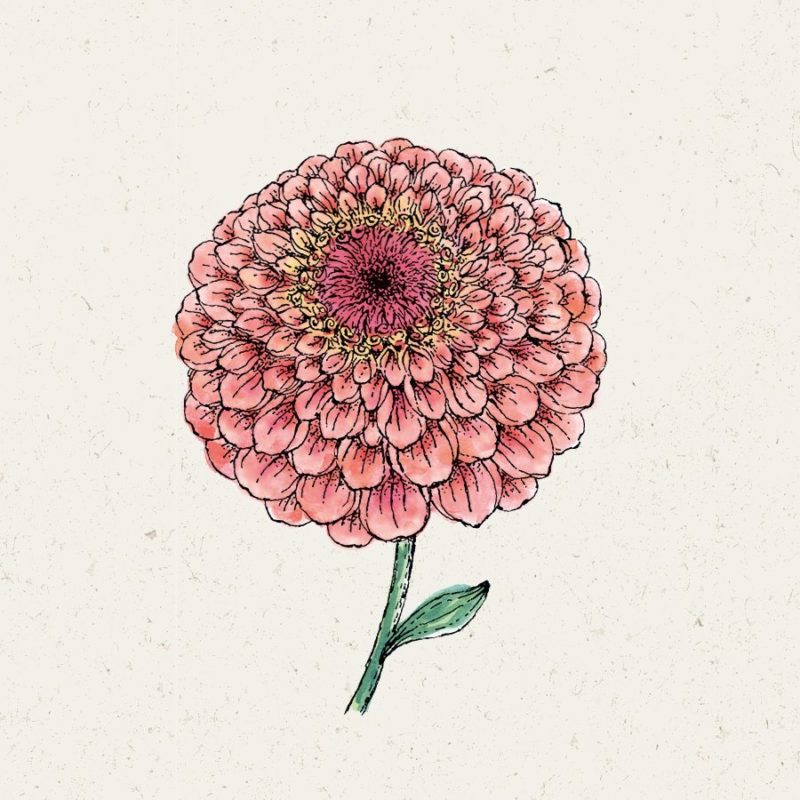Samentütchen, Saatgut, Blumensamen, Illustration Rekersdrees, Zeichnung