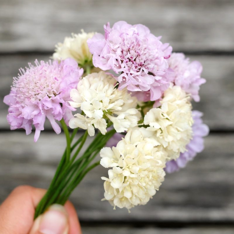 SCABIOSA ATROPURPUREA ‘FATA MORGANA’ (SKABIOSE) Saatgut Blumensamen Anzucht Ansaat