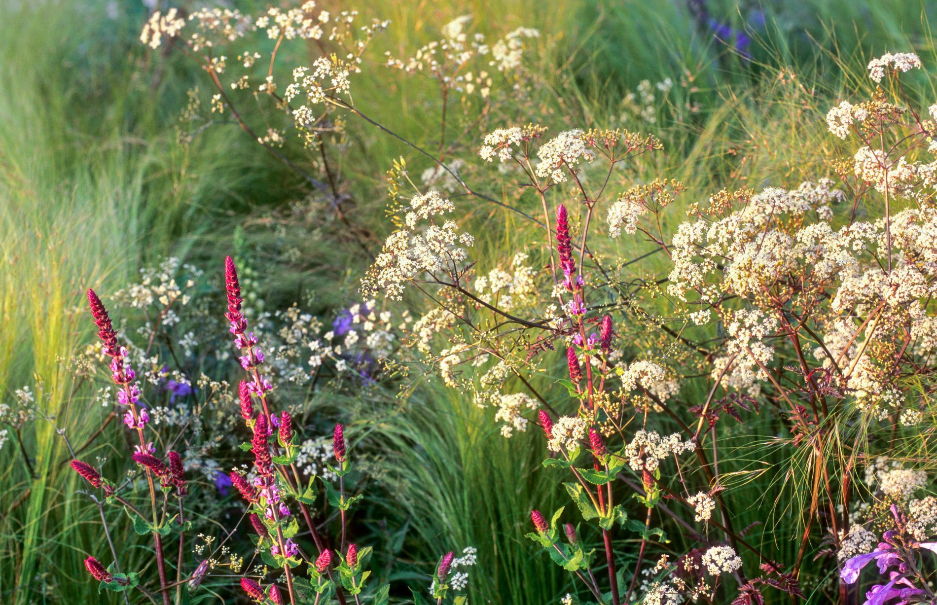 Stipa tenuissima, Anthriscus sylvestris 'Ravenswing', Salvia nemorosa, Stauden, Mehrjährige