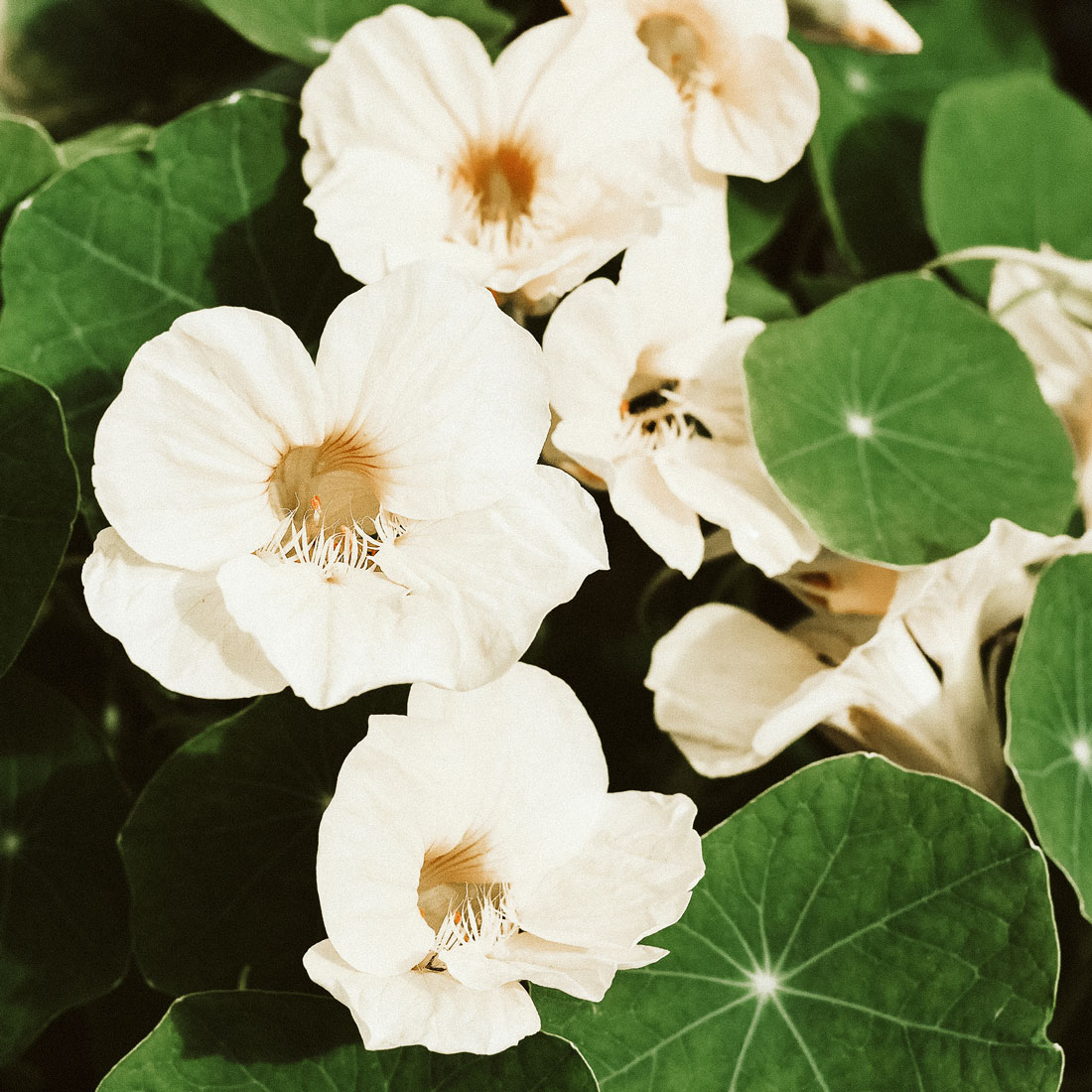 Tropaleum majus 'Milkmaid' Kapuzinerkresse, Blumensamen, Saatgut, Einjährige, Schnittblume