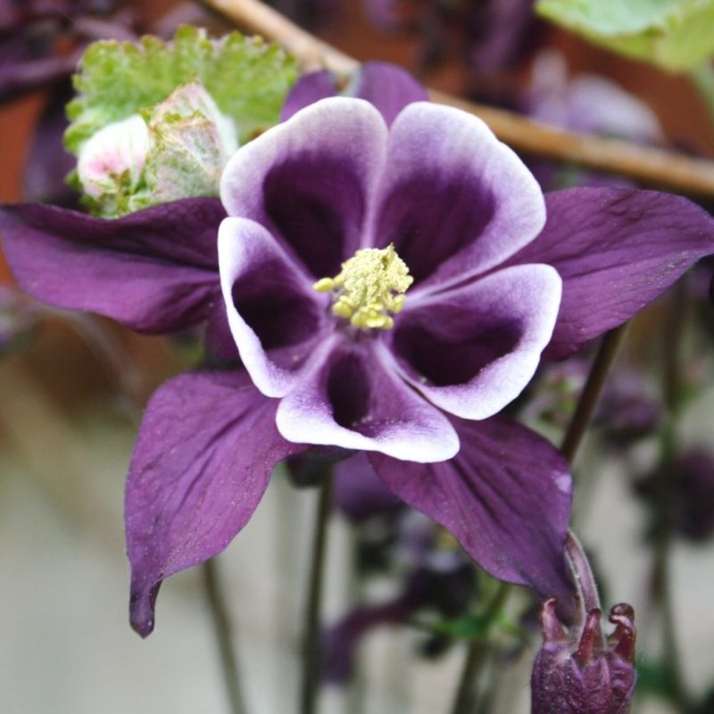 Aquilegia vulgaris ‘William Guiness’ Akelei Stauden Mehrjährige