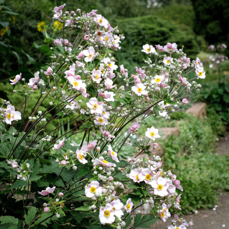Anemone tomentosa 'Robustissima' (Herbstanemone) – Bild 2
