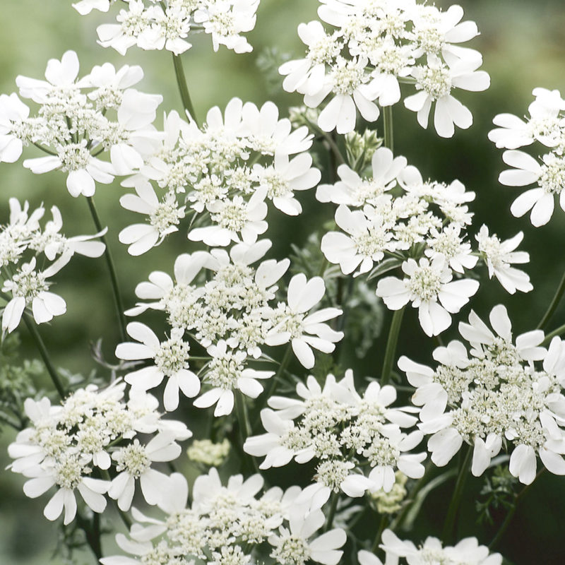 Strahldolde, Saatgut, Blumensamen, Bouquet, Cool Flower