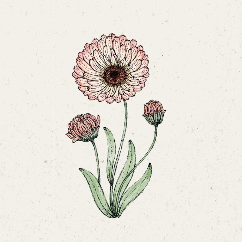 Samentütchen, Saatgut, Blumensamen, Illustration Rekersdrees, Zeichnung