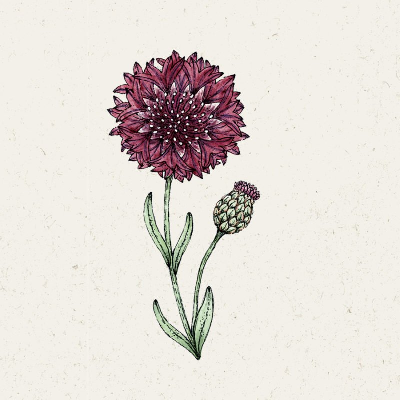 Samentütchen, Saatgut, Blumensamen, Illustration Rekersdrees, Zeichnung