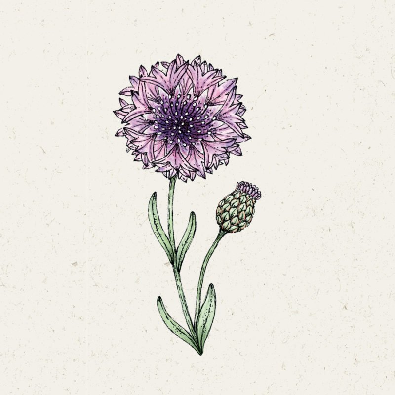 Samentütchen, Saatgut, Blumensamen, Illustration Rekersdrees, Zeichnung