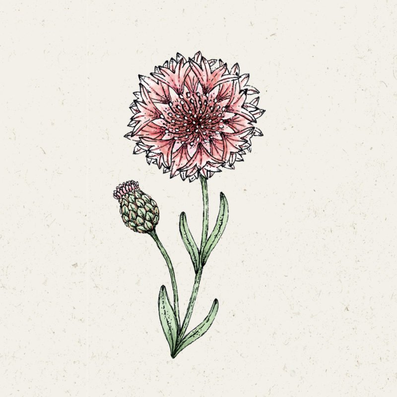 Samentütchen, Saatgut, Blumensamen, Illustration Rekersdrees, Zeichnung