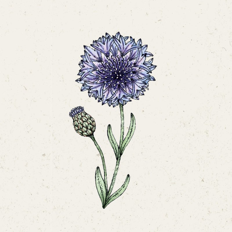 Samentütchen, Saatgut, Blumensamen, Illustration Rekersdrees, Zeichnung