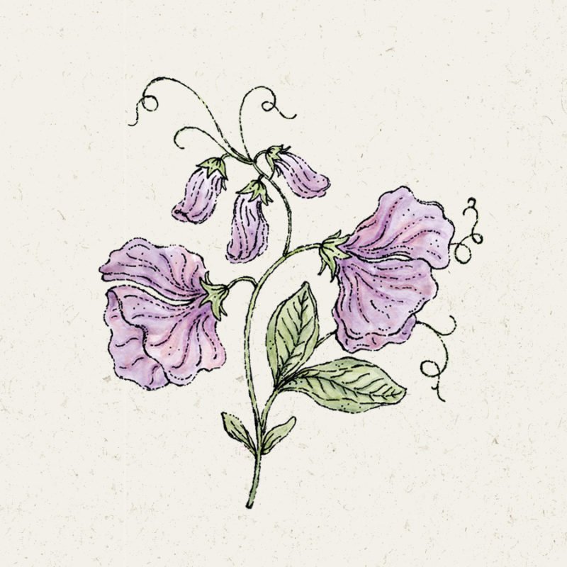 Samentütchen, Saatgut, Blumensamen, Illustration Rekersdrees, Zeichnung