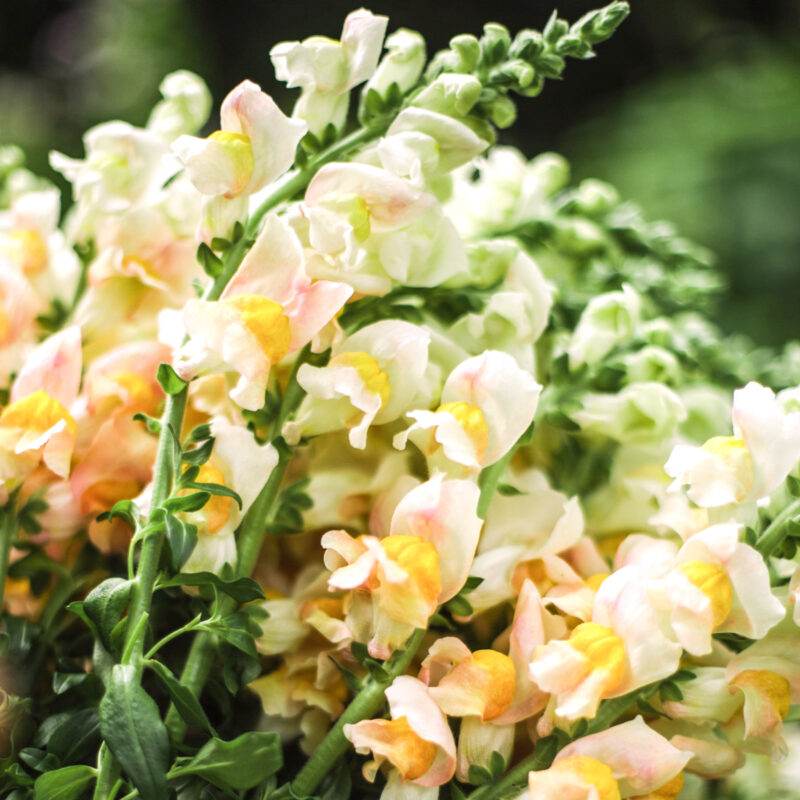 Antirrhinum majus <br>'Costa Apricot' (Löwenmäulchen)
