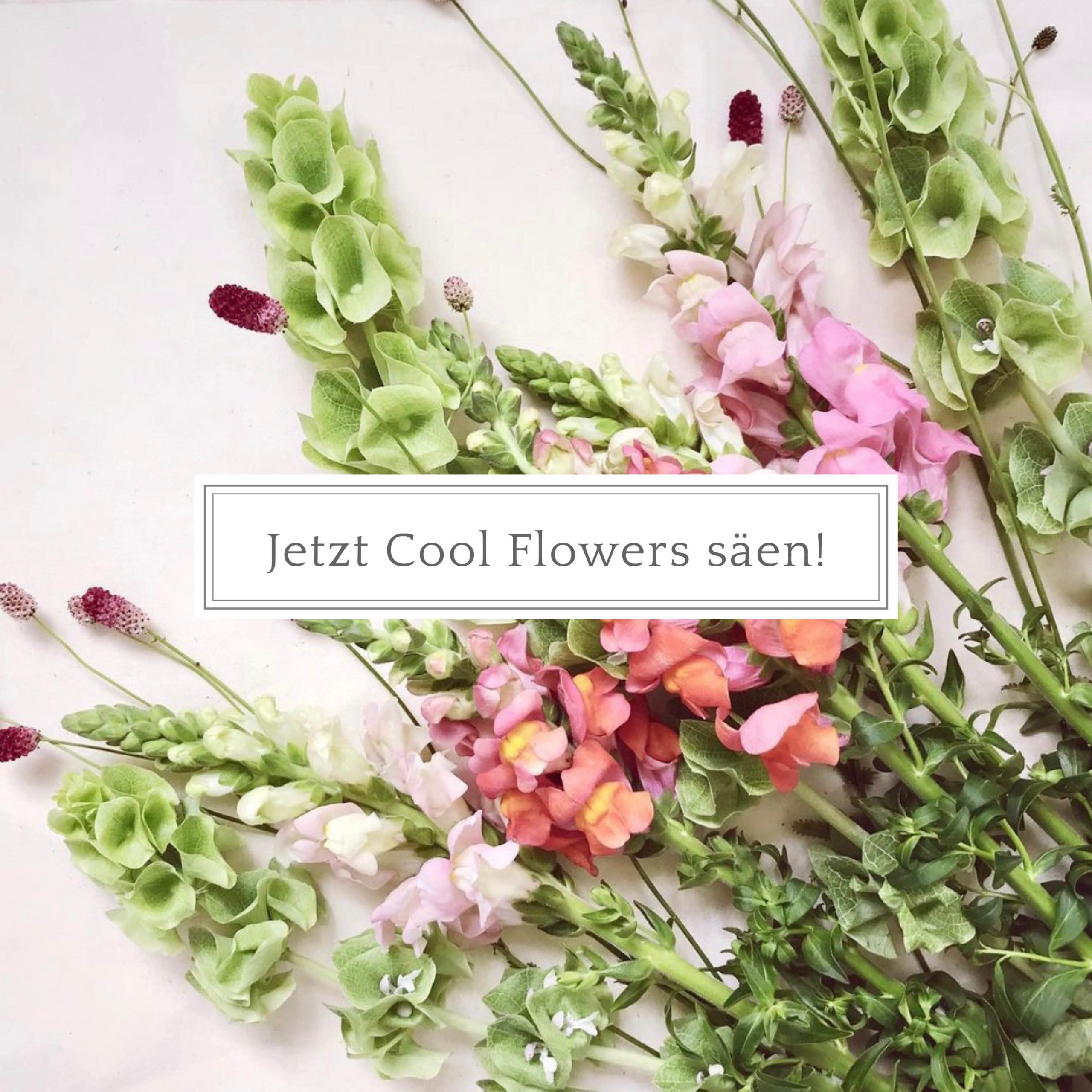 Cool Flowers säen