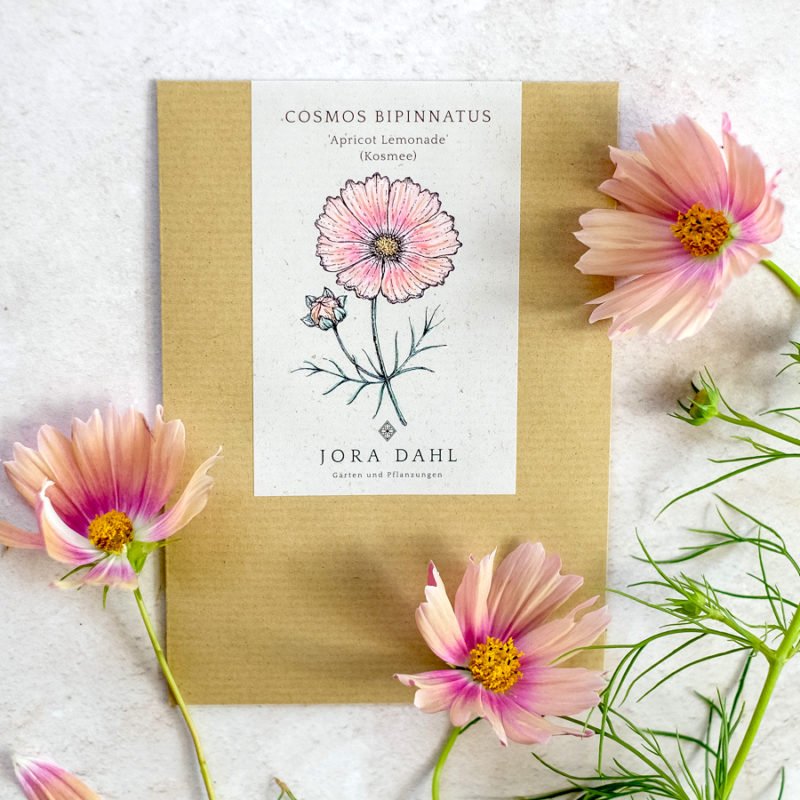 Samentütchen, Saatgut, Blumensamen, Illustration Rekersdrees, Zeichnung
