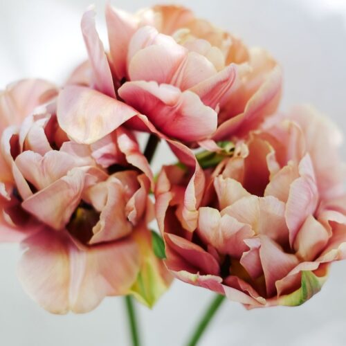 Tulpe La Belle Epoque
