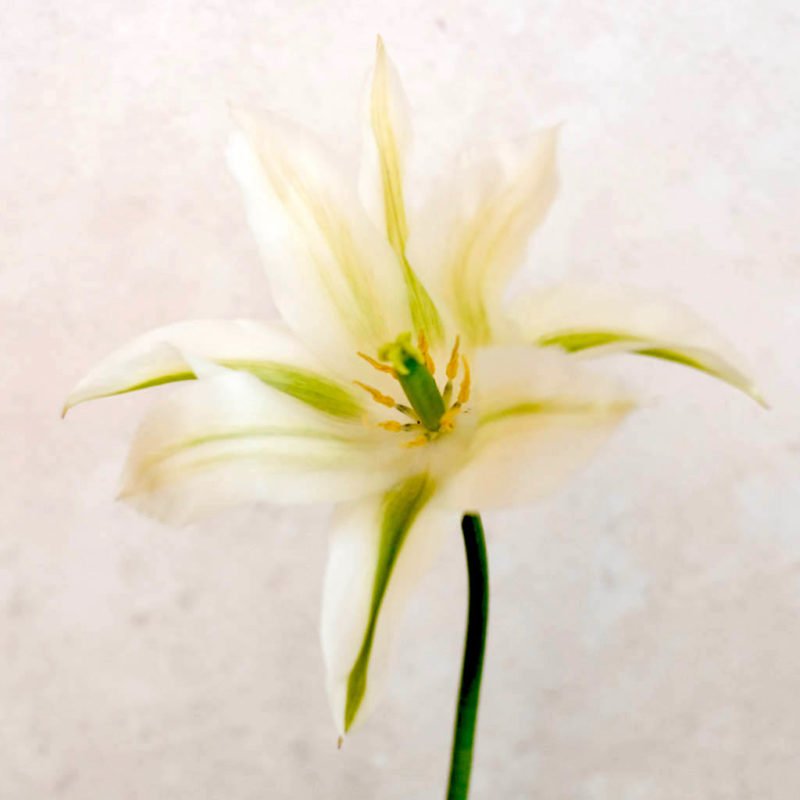 TULPE ‘GREENSTAR’ Blumenzwiebel