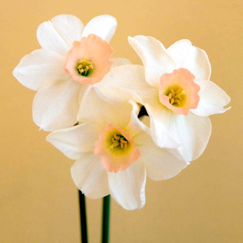 NARZISSE ‘BLUSHING LADY’ Blumenzwiebel