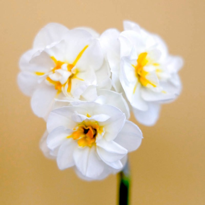 NARZISSE ‘BRIDAL CROWN‘ Blumenzwiebel
