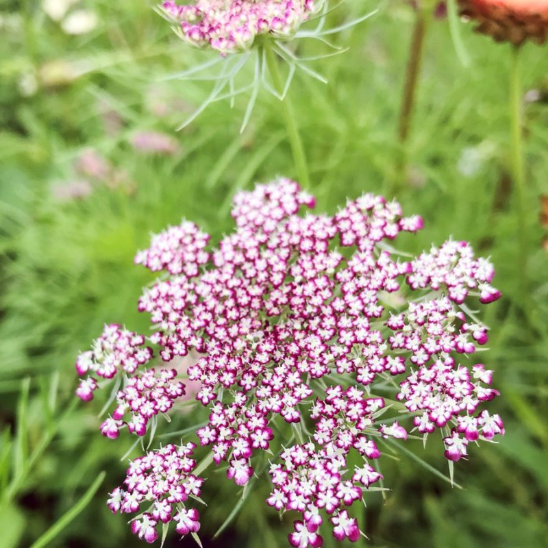 DAUCUS CAROTA ‘DARA’ (WILDE MÖHRE) Saatgut Blumensamen Anzucht Ansaat
