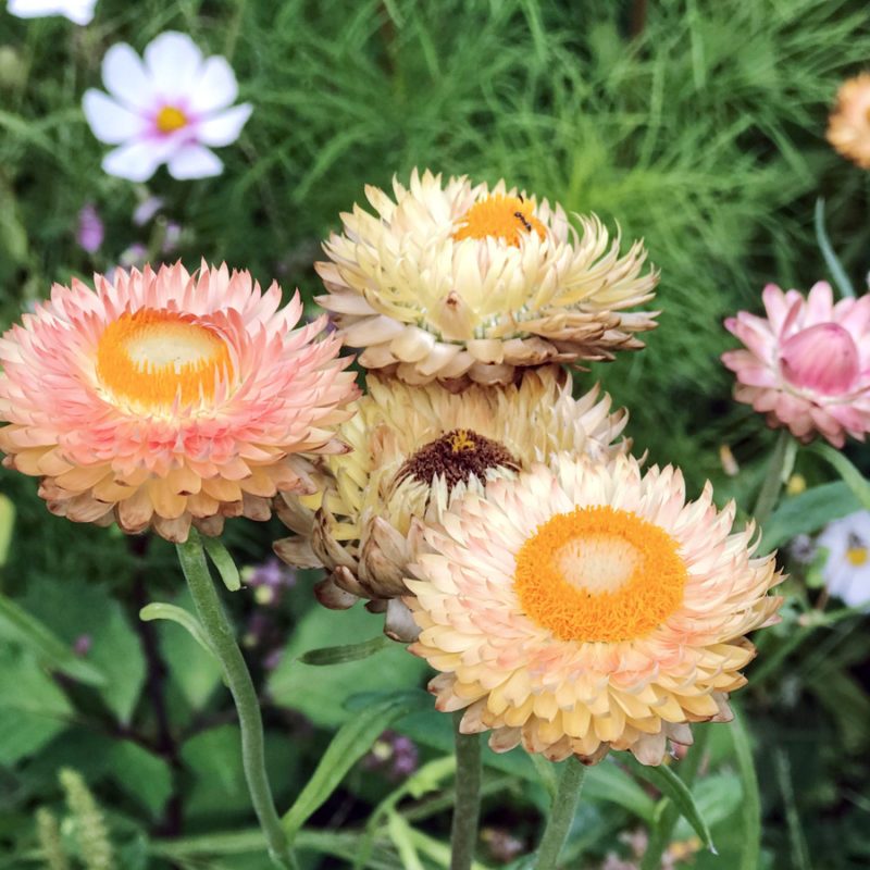 HELICHRYSUM BRACTEATUM ‘SALMON ROSE’ (STROHBLUME) Saatgut Blumensamen Anzucht Ansaat