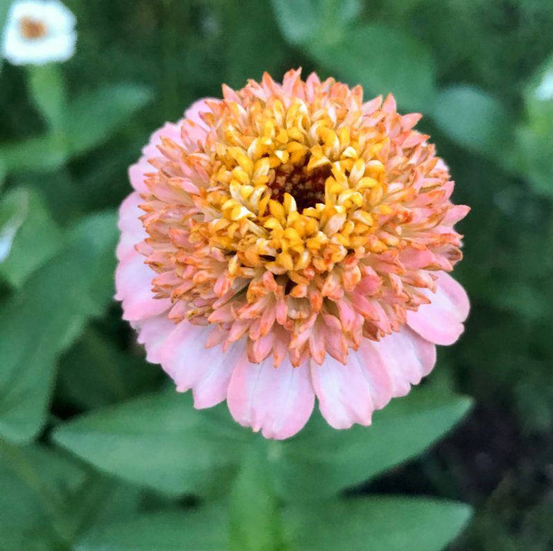 ZINNIA ELEGANS ‘ZINDERELLA PEACH’ (ZINNIE) Saatgut Blumensamen Anzucht Ansaat