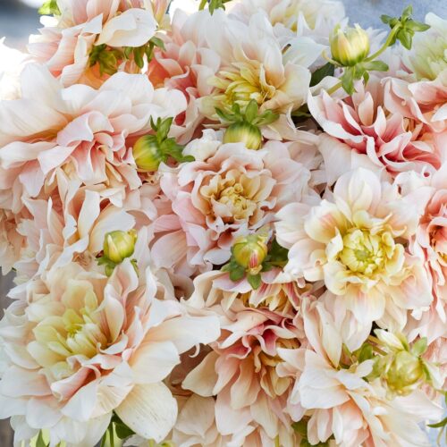 Dahlia 'Break Out' <br>