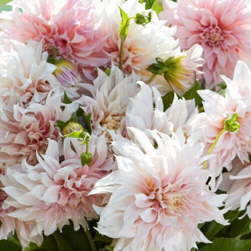 Dahlie Café au Lait