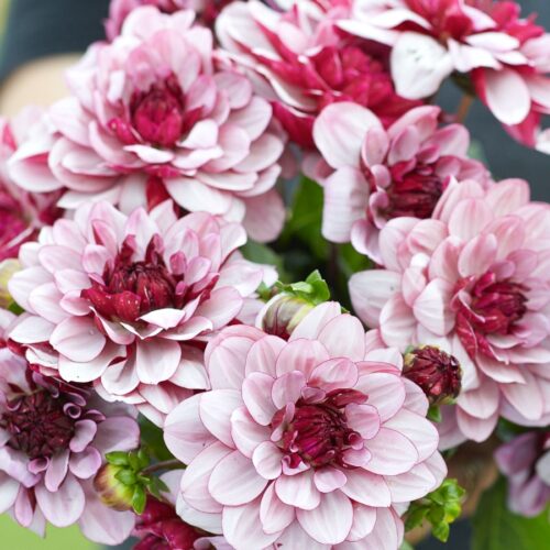 Dahlie Creme de Cassis