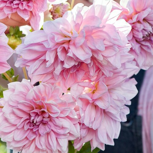 Dahlie Lavender Perfection