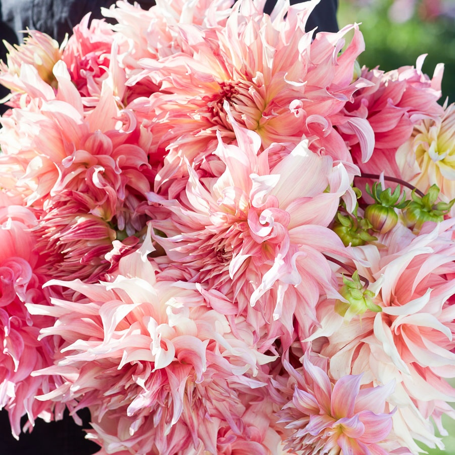 Dahlie Penhill Watermeldon