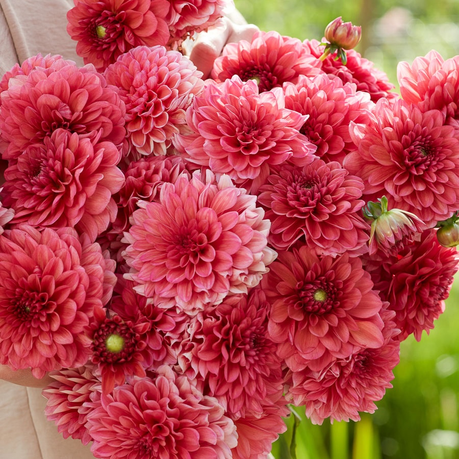 Dahlie Salmon Runner