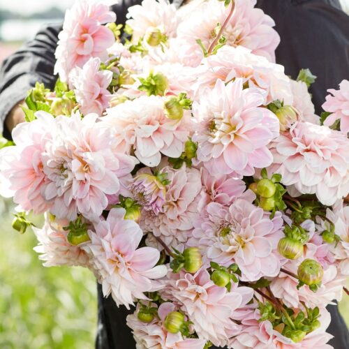 Dahlie Sweet Nathalie