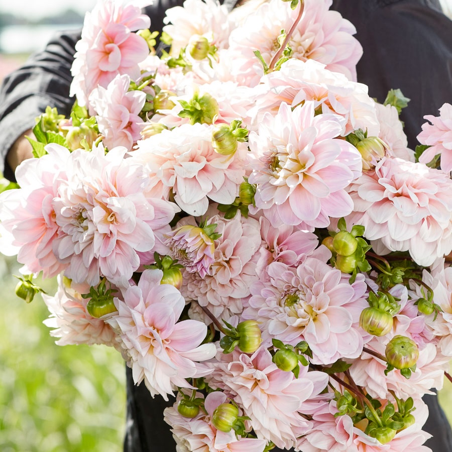 Dahlie Sweet Nathalie