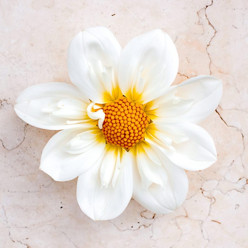 Dahlia 'Twyning's White Chocolate'