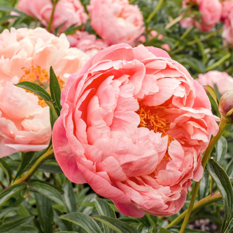 PAEONIA LACTIFLORA HYBRIDE ‘CORAL CHARM’ (EDELPFINGSTROSE)