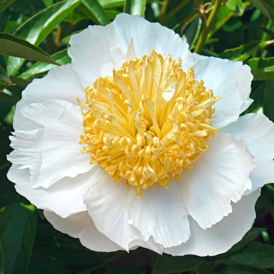 PAEONIA LACTIFLORA HYBRIDE ‘JAN VAN LEEUWEN’ (EDELPFINGSTROSE)