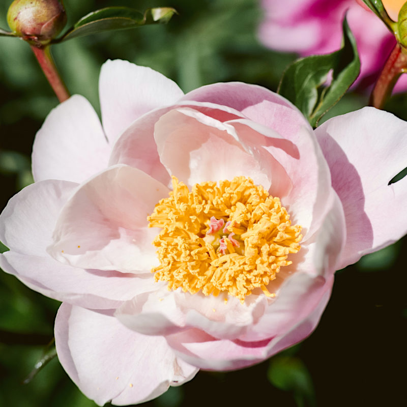 PAEONIA LACTIFLORA HYBRIDE ‘SOFT SALMON SAUCER’ (EDELPFINGSTROSE)