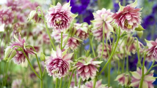 Aquilegia vulgaris plena ‘Nora Barlow’ Akelei Staude Mehrjährige Pflanze
