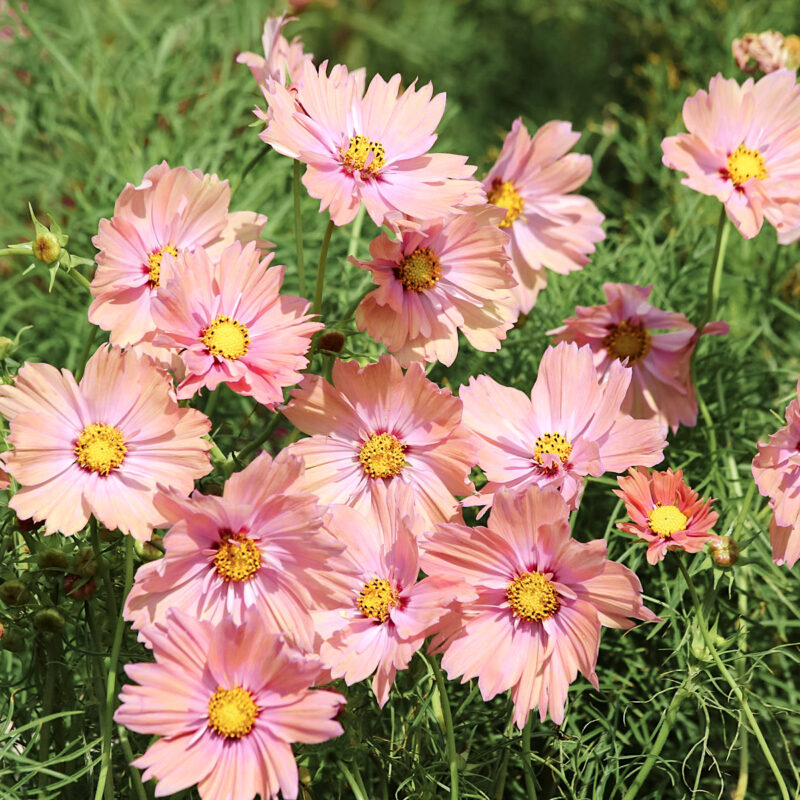 Cosmos bipannatus ‘Apricotta’ (Kosmee) in voller Bluete im Beet