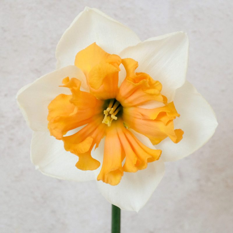 NARZISSE ‘HUNGARIAN RHAPSODY’ Blumenzwiebel