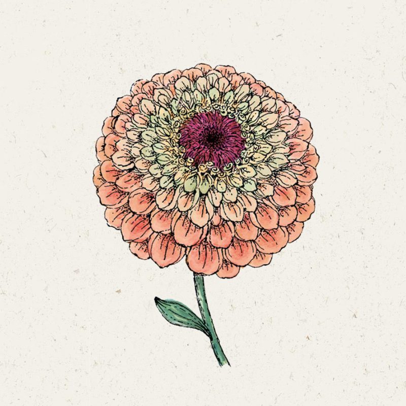 Saatgut, Blumensamen, Schnittblumen, Illustration Rekersdrees