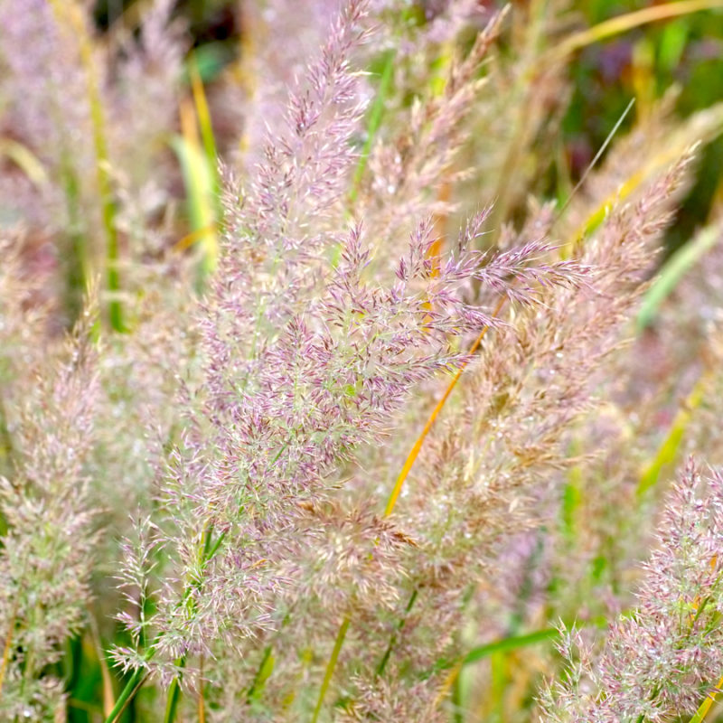 Calamagrostis arundinacea var. brachytricha (Korean Feather Reed Grass)