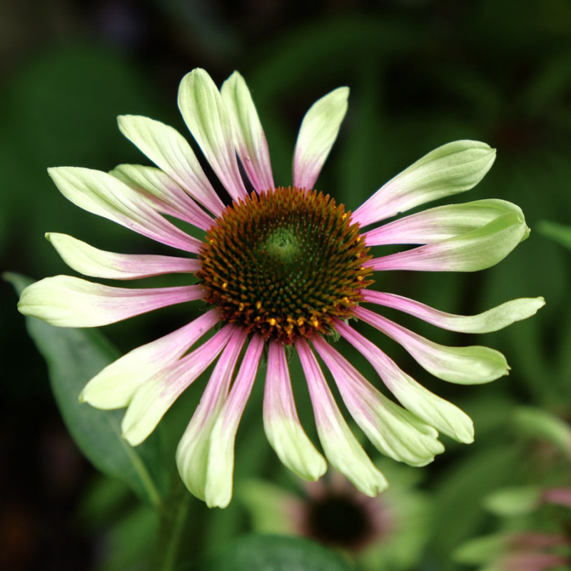 Echinacea purpurea 'Green Twister' (Coneflower)
