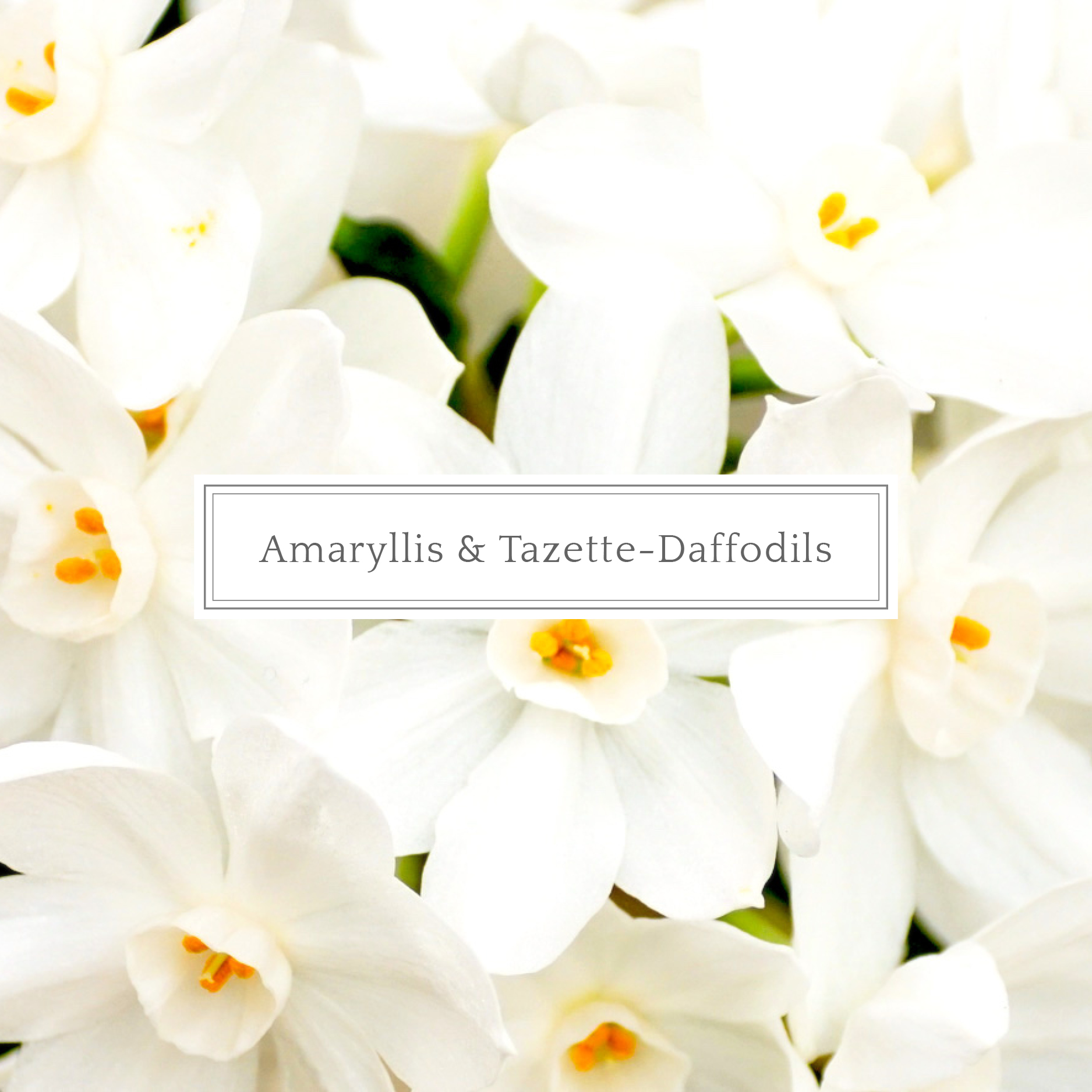 Amaryllis & Tazette-Daffodils