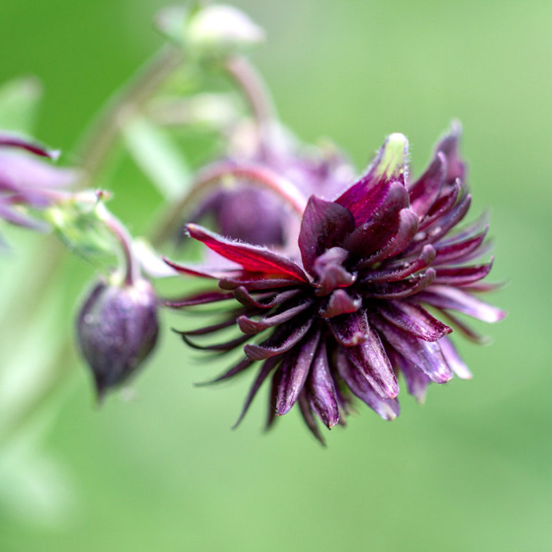 Aquilegia vulgaris plena 'Black Barlow' (Columbine)