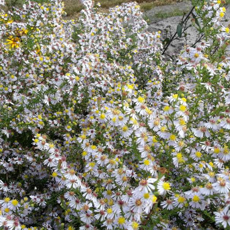 Aster ericoides 'Erlkönig' - Image 2