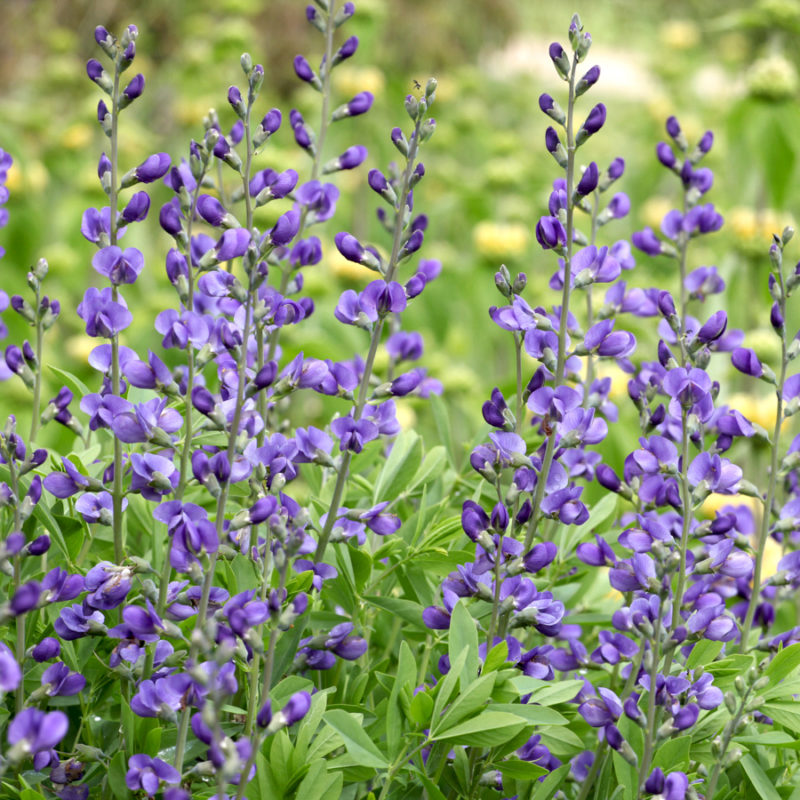 Baptisia australis (Blue Wild Indigo)